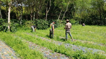 Babinsa Koramil 10 Pantan Cuaca Membantu Masyarakat Panen Bawang